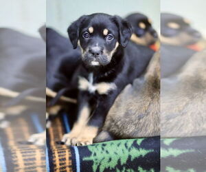 Australian Kelpie-Unknown Mix Dogs for adoption in Webster, WI, USA