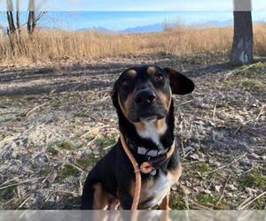 Labrottie Dogs for adoption in Salt Lake City, UT, USA