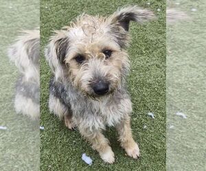 Cairn Terrier-Unknown Mix Dogs for adoption in Carrollton, TX, USA