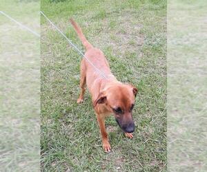 Black Mouth Cur Dogs for adoption in Bonifay, MO, USA