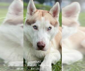 Siberian Husky Dogs for adoption in Supply, NC, USA