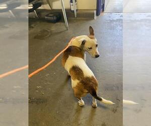 American Pit Bull Terrier Dogs for adoption in Bakersfield, CA, USA