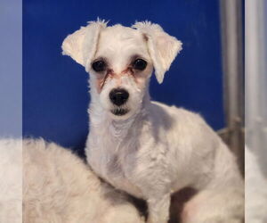 Maltese Dogs for adoption in Walnutport, PA, USA