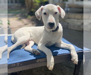 Labrador Retriever-Unknown Mix Dogs for adoption in Minneapolis, MN, USA