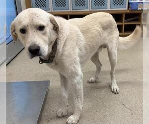 Labrador Retriever-Unknown Mix Dogs for adoption in Grand Prairie, TX, USA