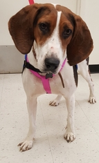 Treeing Walker Coonhound Dogs for adoption in Johnson City, TN, USA