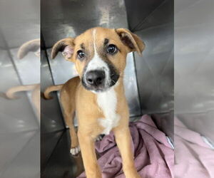 Anatolian Shepherd-Unknown Mix Dogs for adoption in Woodland, CA, USA