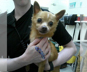 Chihuahua Dogs for adoption in Sanford, FL, USA
