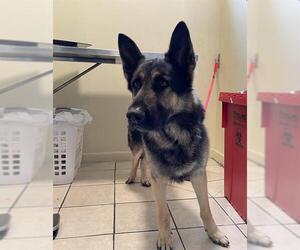 German Shepherd Dog Dogs for adoption in Pasadena, CA, USA