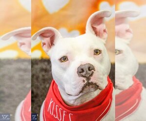 American Pit Bull Terrier-Unknown Mix Dogs for adoption in Lockport, NY, USA