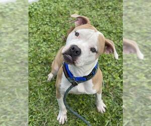 Medium Photo #1 American Bulldog Puppy For Sale in Fort Lauderdale, FL, USA