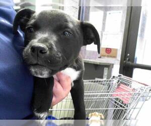 Labrador Retriever-Unknown Mix Dogs for adoption in Tulsa, OK, USA