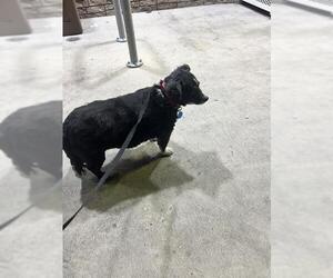 Mutt Dogs for adoption in San Antonio, TX, USA