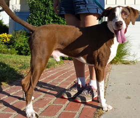 Lab-Pointer Dogs for adoption in Healdsburg, CA, USA