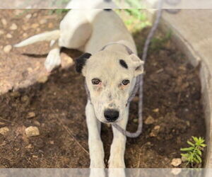 American Pit Bull Terrier-Unknown Mix Dogs for adoption in Tulsa, OK, USA