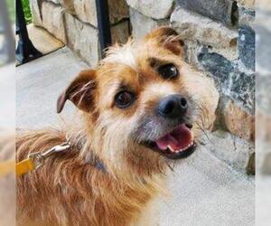 Mutt Dogs for adoption in Spring Lake, NC, USA