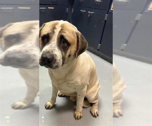 Siberian Husky-Unknown Mix Dogs for adoption in Fayetteville, NC, USA