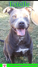 American Pit Bull Terrier Dogs for adoption in Pensacola, FL, USA