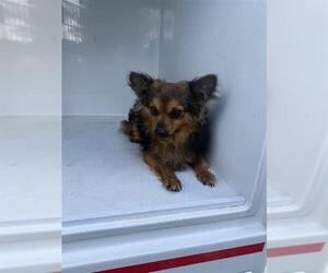 Chihuahua Dogs for adoption in Houston, TX, USA