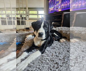 Beagle-Unknown Mix Dogs for adoption in Springdale, PA, USA