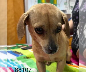 Dachshund-Unknown Mix Dogs for adoption in Chico, CA, USA