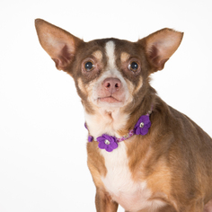 Chihuahua Dogs for adoption in St. Louis Park, MN, USA