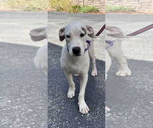 Boxer-Unknown Mix Dogs for adoption in Sterling, MA, USA
