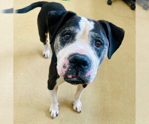 American Staffordshire Terrier-Unknown Mix Dogs for adoption in Derwood, MD, USA