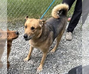 Huskies -Unknown Mix Dogs for adoption in Anchorage, AK, USA