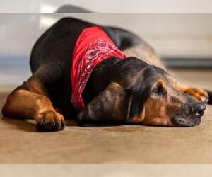 Bloodhound Dogs for adoption in Columbus, OH, USA