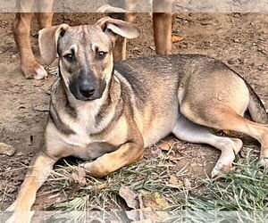 Black Mouth Cur-Unknown Mix Dogs for adoption in Okolona, MS, USA