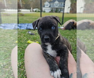 German Shepherd Dog-Unknown Mix Dogs for adoption in Raleigh, NC, USA