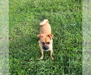 Chug Dogs for adoption in Unionville, PA, USA