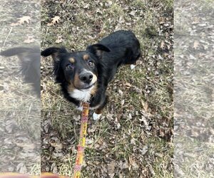 Australian Shepherd Dogs for adoption in St. Louis Park, MN, USA