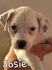 Medium Photo #1 American Bulldog-Unknown Mix Puppy For Sale in Fairhope, AL, USA