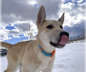 German Shepherd Dog-Great Pyrenees Mix Dogs for adoption in Bountiful, UT, USA