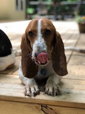 Basset Hound Dogs for adoption in Charleston, SC, USA