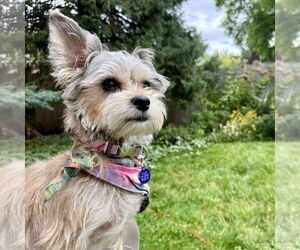 Mutt Dogs for adoption in Fargo, ND, USA