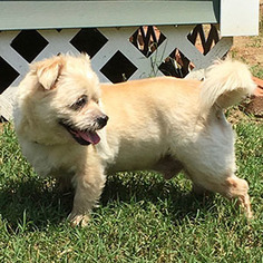 Shih Tzu Dogs for adoption in Garner, NC, USA