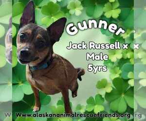 Jack Russell Terrier-Unknown Mix Dogs for adoption in Anchorage, AK, USA
