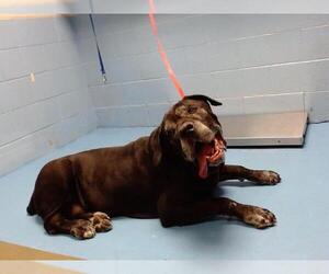 Mutt Dogs for adoption in Moreno Valley, CA, USA