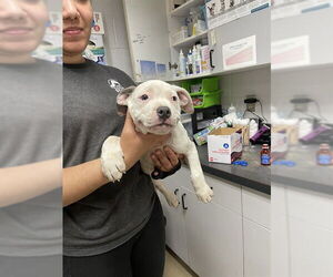 American Pit Bull Terrier-Unknown Mix Dogs for adoption in Easton, MD, USA