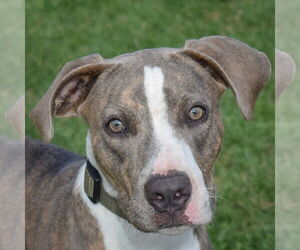 American Staffordshire Terrier-Mountain Cur Mix Dogs for adoption in Huntley, IL, USA
