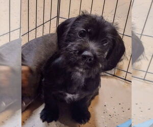 Dachshund Dogs for adoption in Sioux Falls, SD, USA