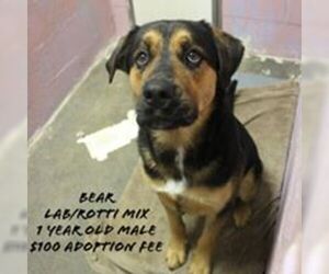 Labrottie Dogs for adoption in Jefferson City, TN, USA