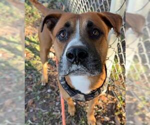 American Staffordshire Terrier Dogs for adoption in Fort Lauderdale, FL, USA