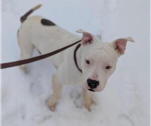 American Pit Bull Terrier Dogs for adoption in Denver, CO, USA