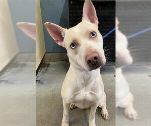 Mutt Dogs for adoption in Camarillo, CA, USA