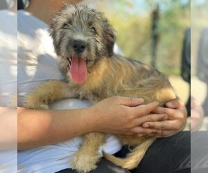 Poodle (Standard)-Unknown Mix Dogs for adoption in Carrollton, TX, USA