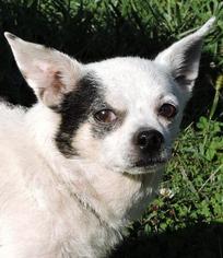 Chihuahua Dogs for adoption in Nashville, IN, USA